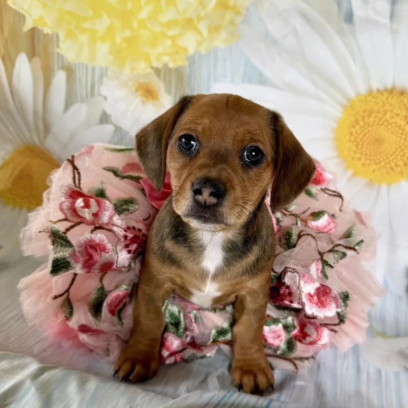 Cottontail thumbnail 4