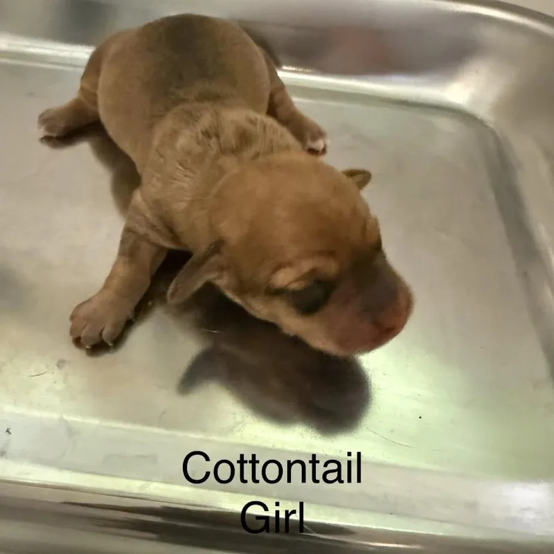 Cottontail thumbnail 5