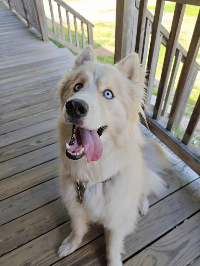 A young medium-sized male Husky dog named Buddy for adoption in Worcester, MA