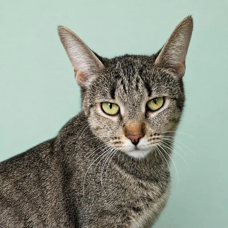 An adult medium-sized female Tabby (Tiger Striped) Domestic Short Hair cat named Bell for adoption in Pontiac, MI