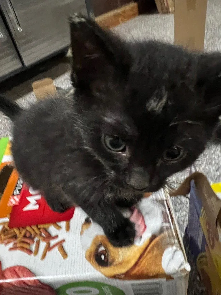 A baby small-sized male Black Domestic Short Hair cat named Butler for adoption in Cromwell, KY