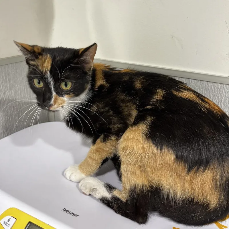 An adult medium-sized female Black Domestic Short Hair cat named Molly for adoption in Tampa, FL