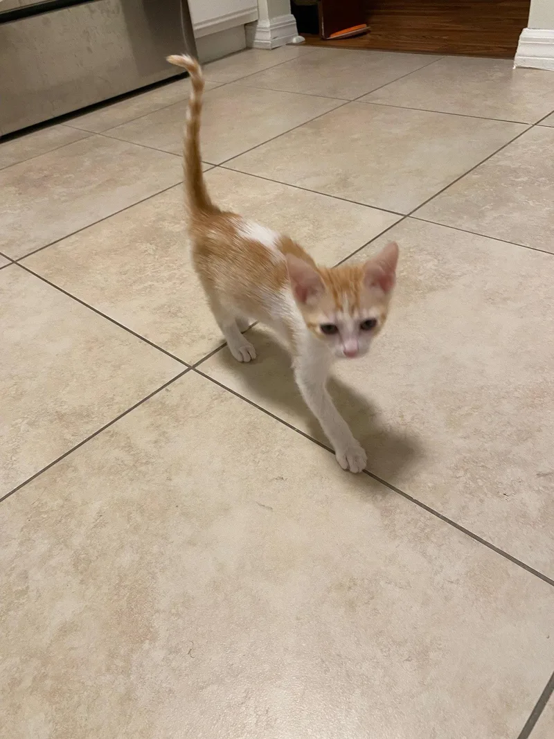 A baby medium-sized female Orange & White Domestic Short Hair cat named Stevie for adoption in Orlando, FL