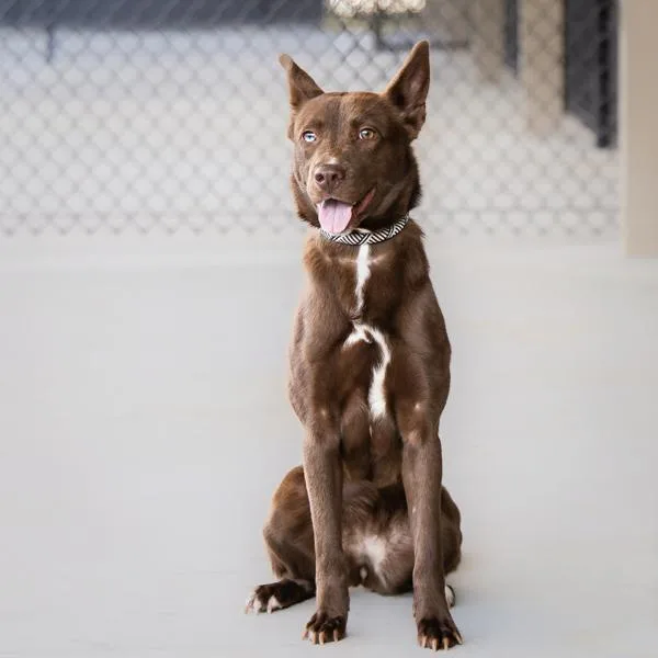 Pen  Chickpea thumbnail 2