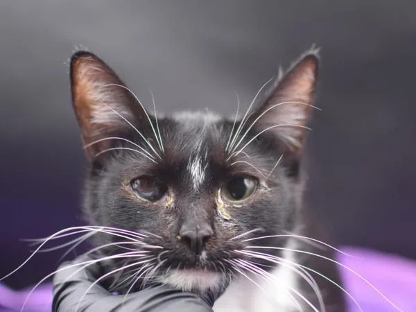 An adult small-sized female Domestic Short Hair cat named Lorleen for adoption in Portland, OR