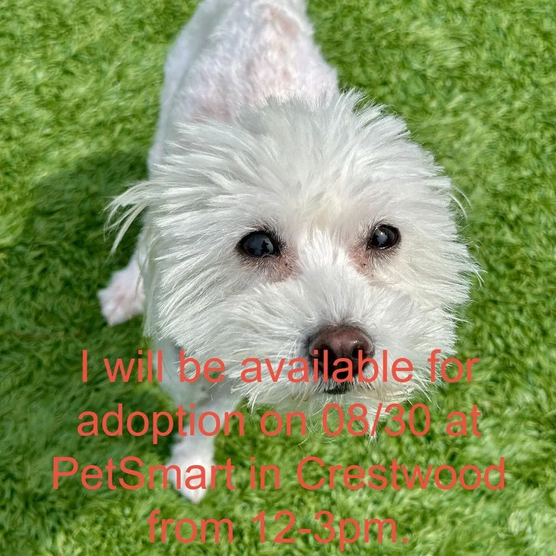 An adult small-sized female White / Cream Mixed Breed dog named Octavia for adoption in Matteson, IL
