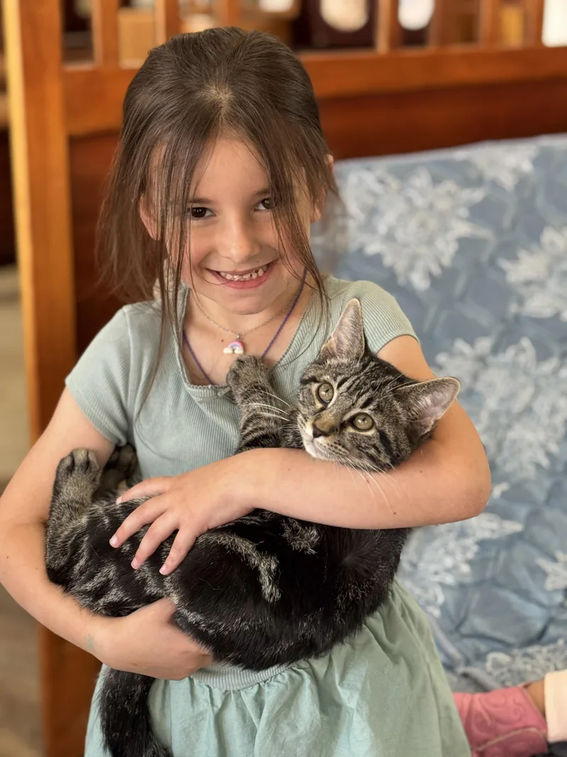 A baby medium-sized male Tabby (Gray / Blue / Silver) Domestic Short Hair cat named Micky for adoption in Tyrone, PA