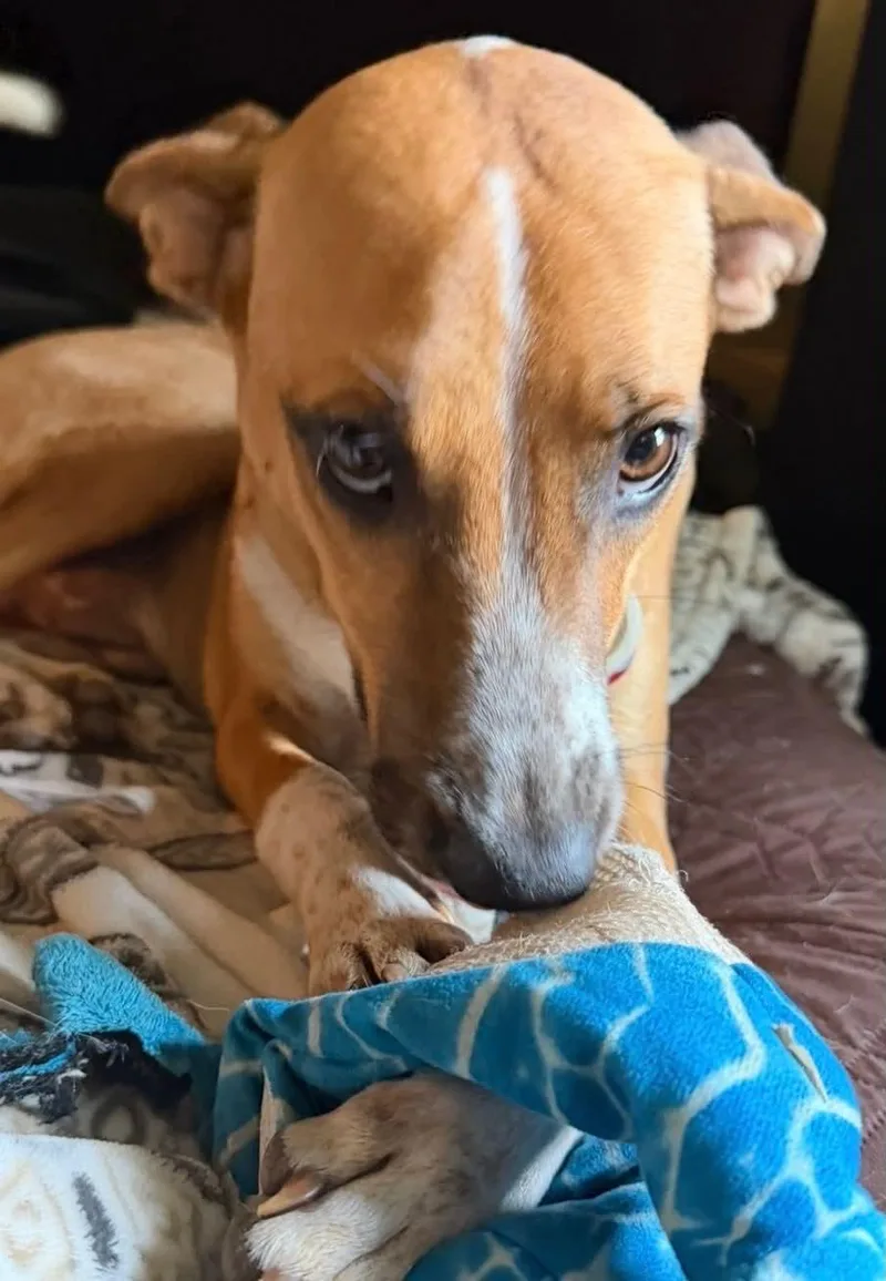 Bruno