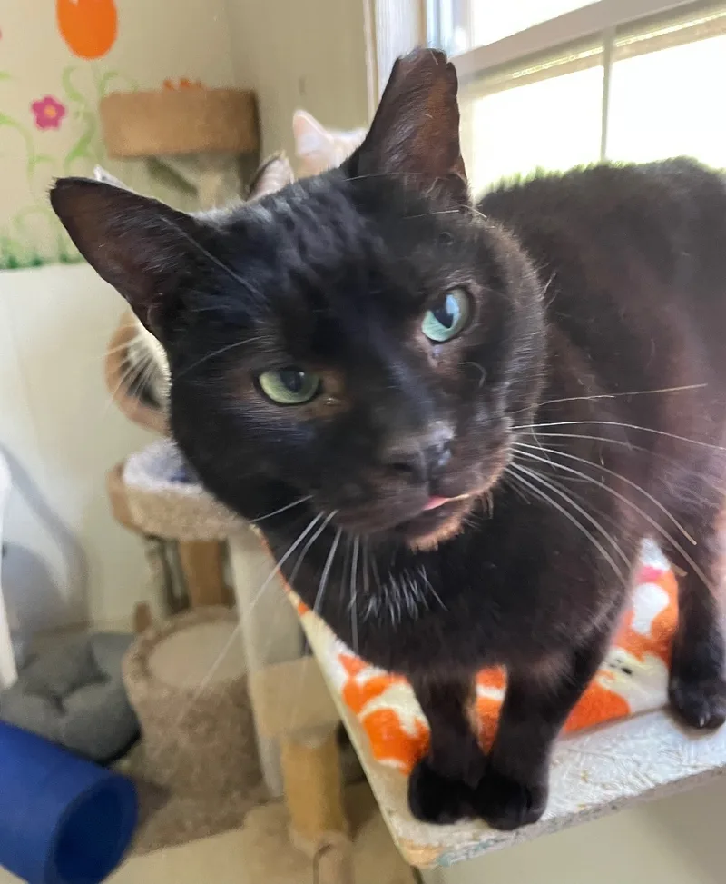 Mr. Pumpkin thumbnail 2