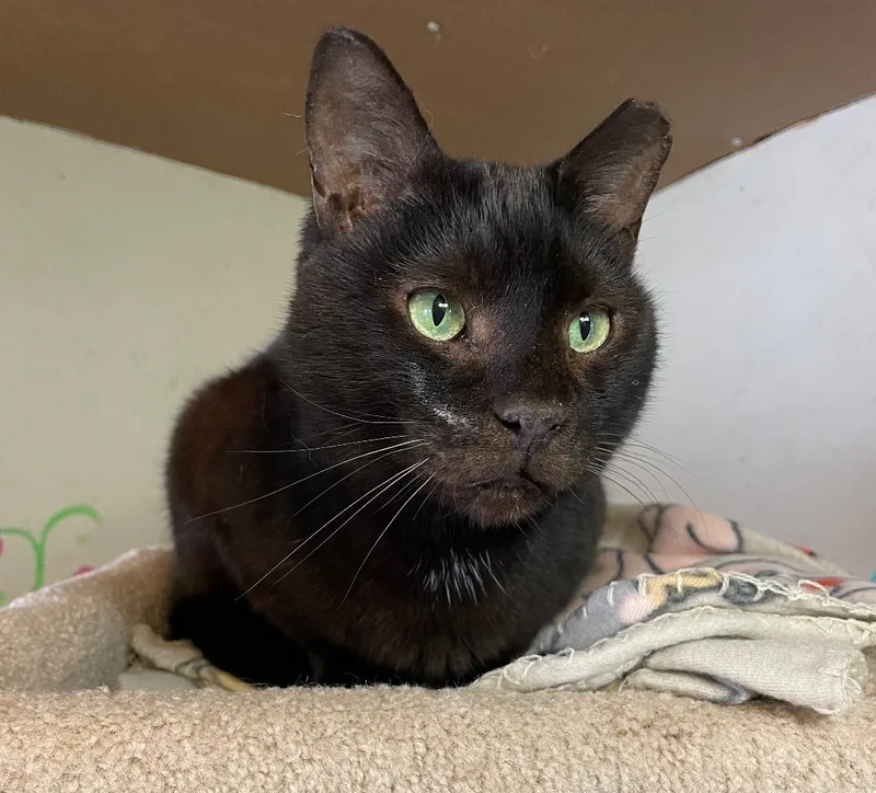 Mr. Pumpkin thumbnail 3