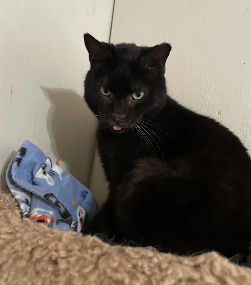 Mr. Pumpkin thumbnail 4