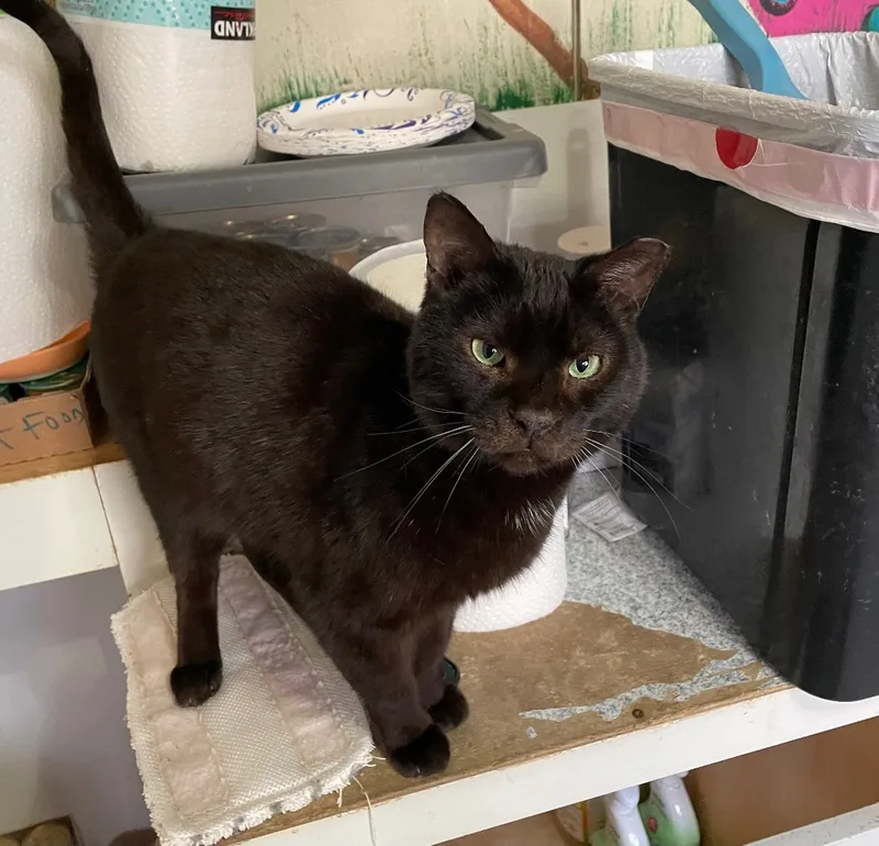 Mr. Pumpkin thumbnail 5