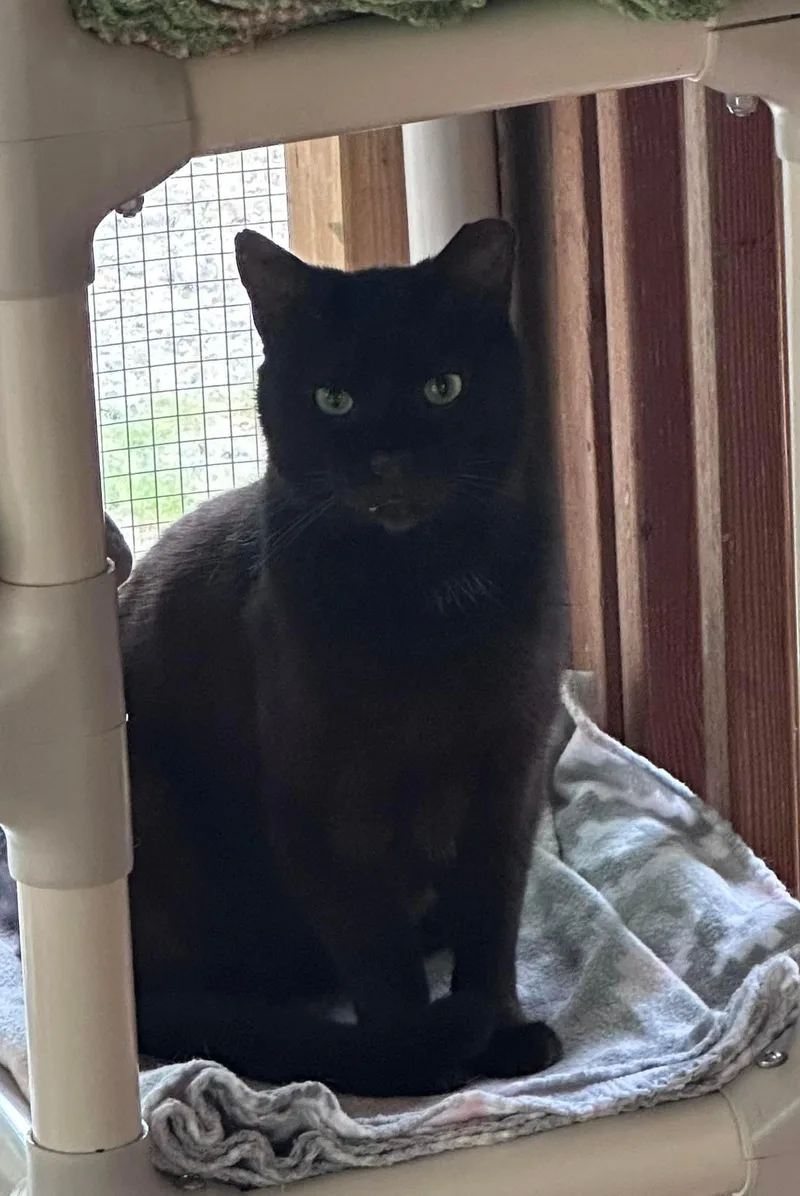 Mr. Pumpkin thumbnail 6