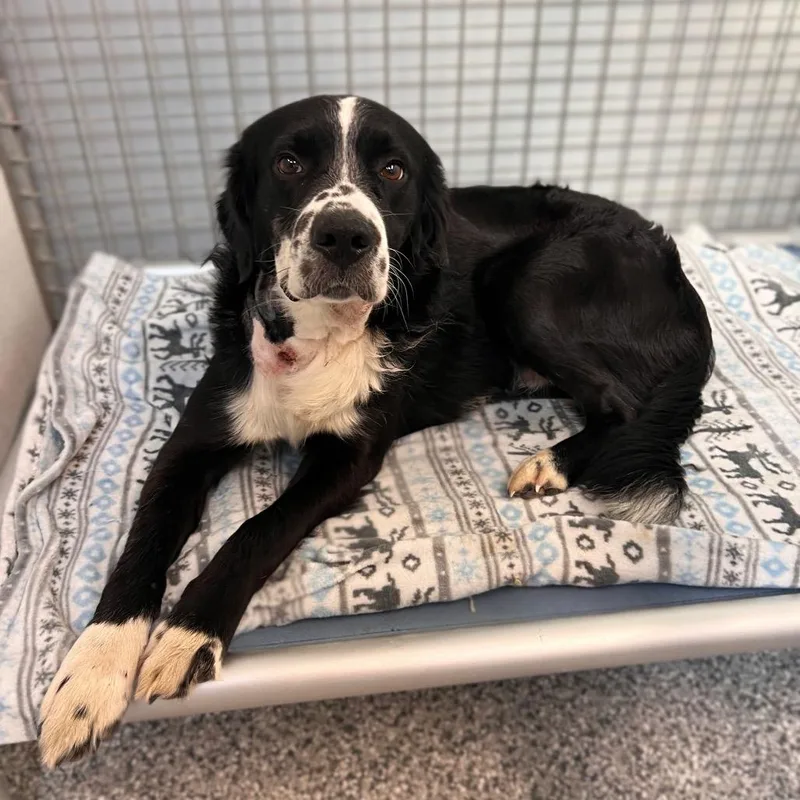 An adult medium-sized male Black Border Collie dog named Silas for adoption in Saint Peters, MO