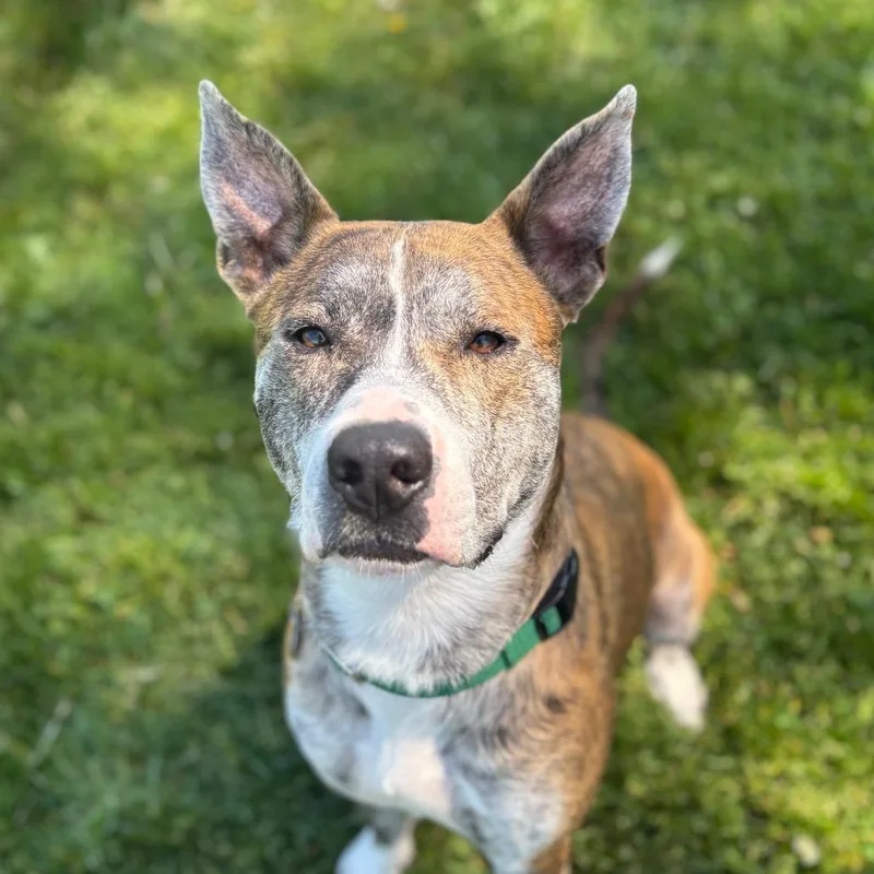 An adult large-sized male Brindle Mixed Breed dog named Wagner for adoption in Brookfield, WI