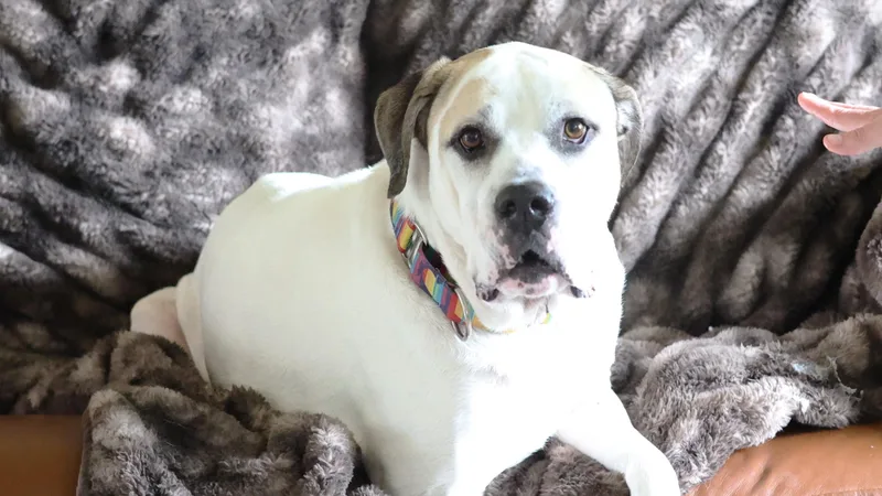 A senior large-sized male White / Cream Terrier dog named Drake for adoption in Sioux Falls, SD