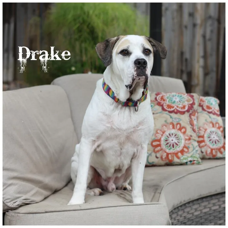 Drake thumbnail 5