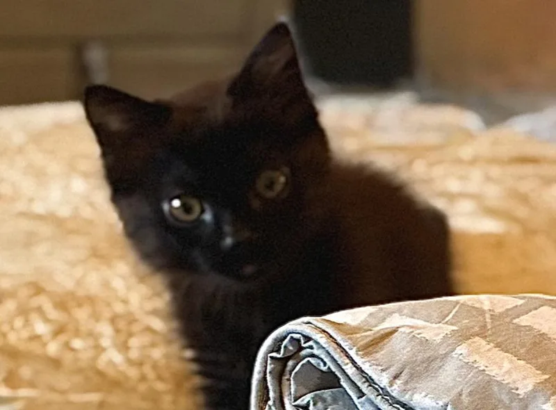 A baby medium-sized female Black Domestic Medium Hair cat named Zini for adoption in Emeryville, CA