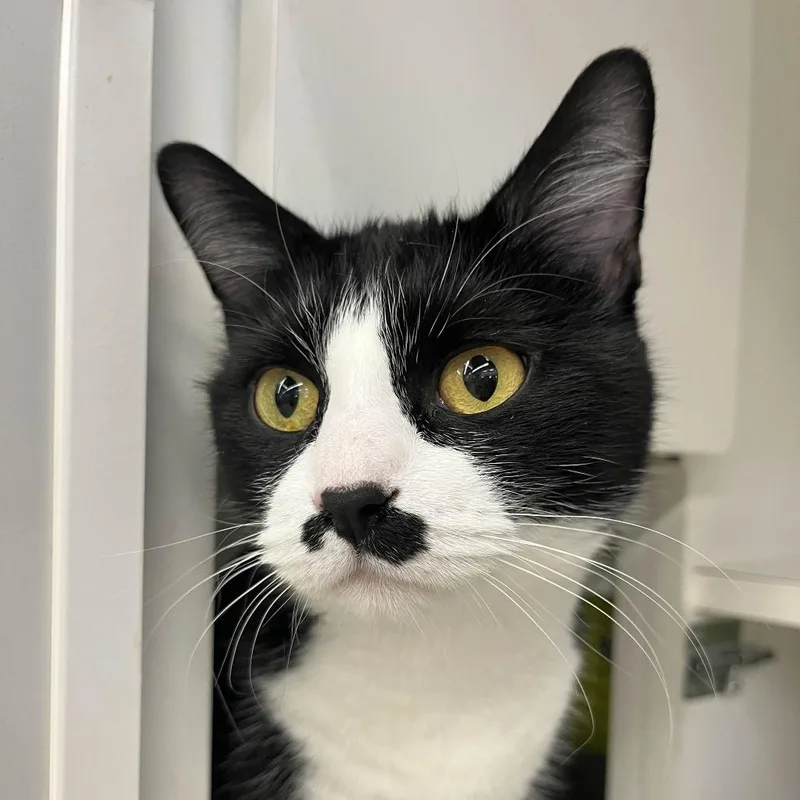 An adult medium-sized female Black Domestic Short Hair cat named Oreo for adoption in Medina, OH