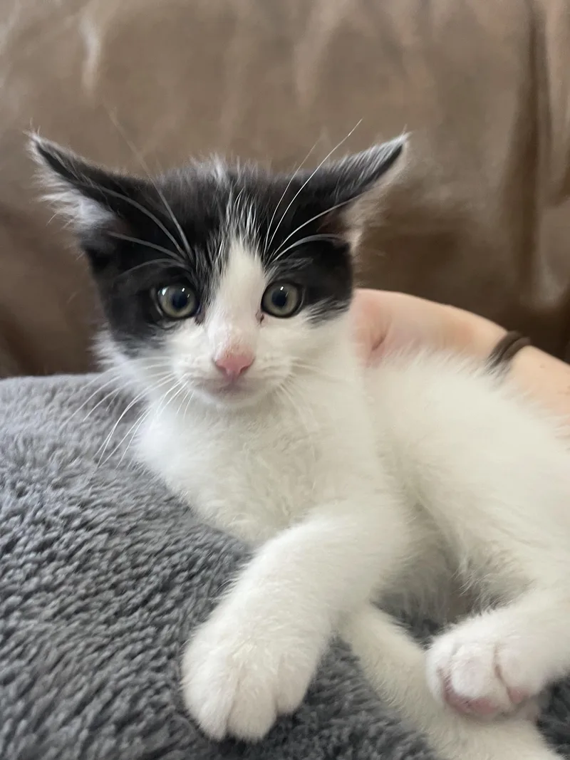 A baby medium-sized male White Domestic Short Hair cat named Harold for adoption in Fruit Heights, UT