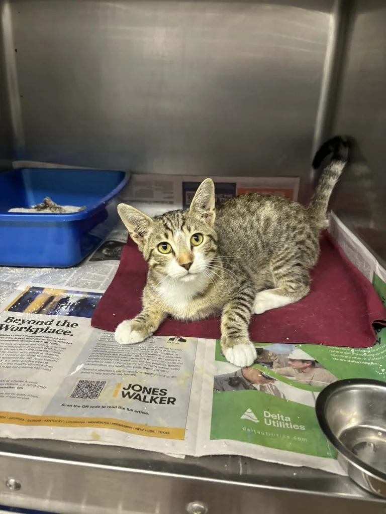 A baby medium-sized male Domestic Short Hair cat named Weare for adoption in Sorrento, LA