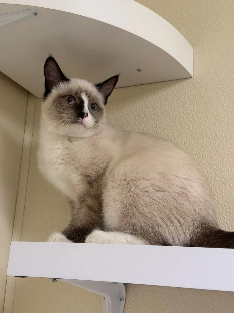 A baby medium-sized male Siamese cat named Yukon for adoption in Sandusky, OH