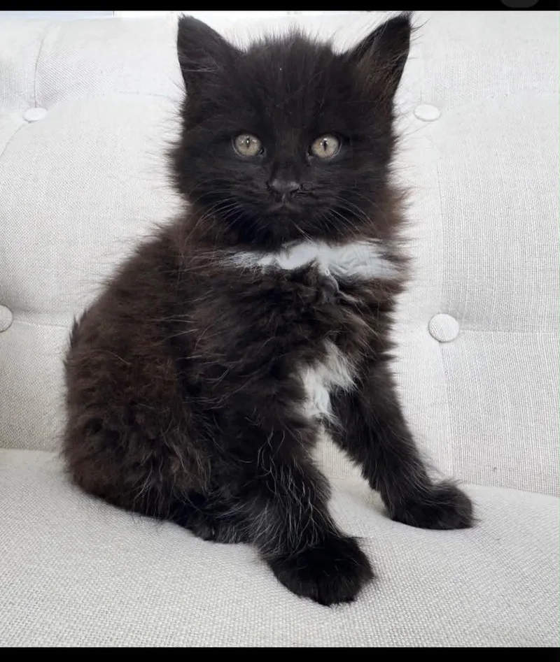 A baby medium-sized female Black & White / Tuxedo Domestic Long Hair cat named Luna for adoption in Wading River, NY