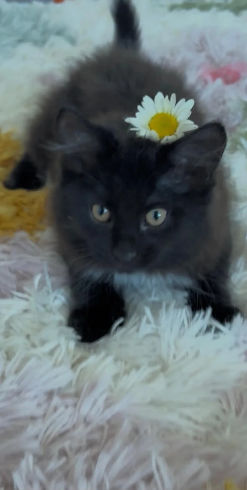Luna thumbnail 2