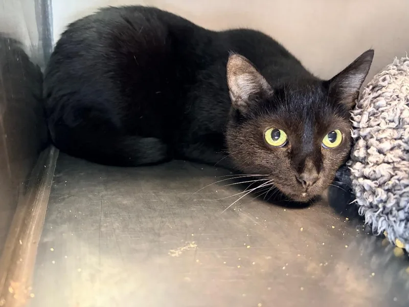 An adult medium-sized male Domestic Short Hair cat named Cj for adoption in Huntington, IN