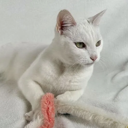An adult medium-sized female White Domestic Short Hair cat named Cotton for adoption in Johnson City, TN