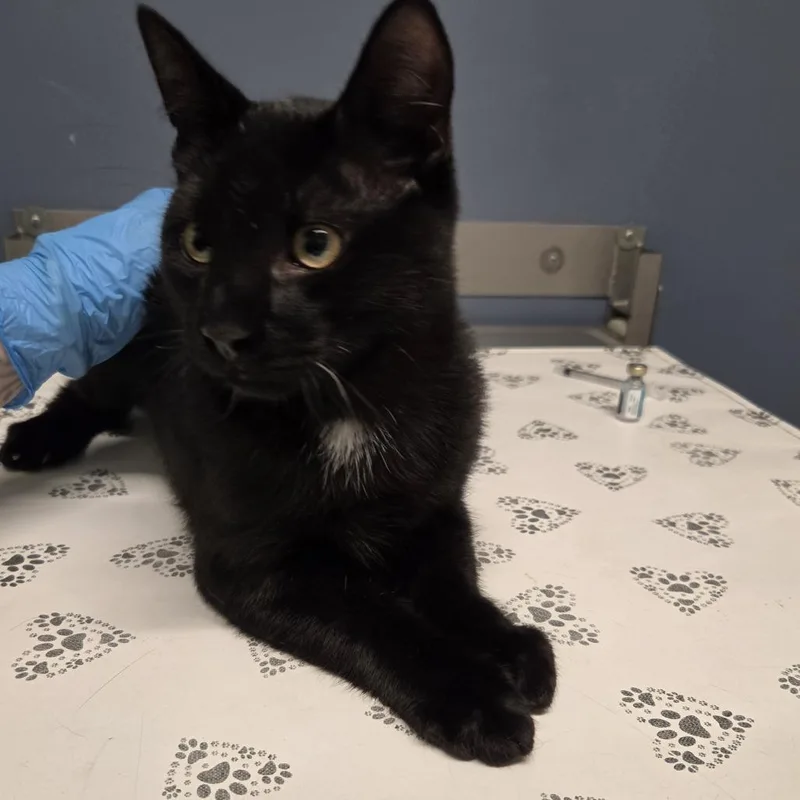 A young medium-sized male Domestic Short Hair cat named Apple Cider for adoption in Kennebunk, ME