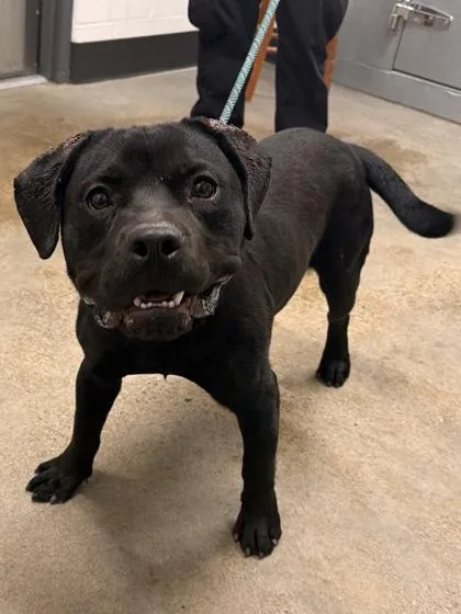 A young medium-sized male Black Cane Corso dog named Banjo for adoption in Cleveland, OH