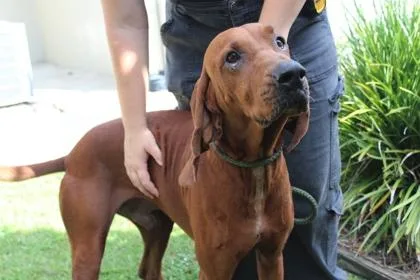 An adult extra large-sized male Redbone Coonhound dog named Ol Red for adoption in Brunswick, GA