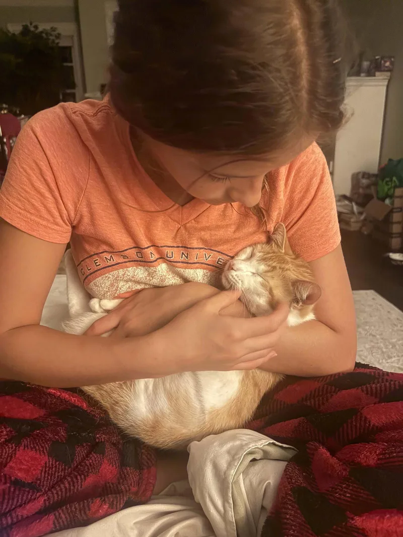 An adult medium-sized female Orange & White Domestic Short Hair cat named Dailyn for adoption in Buford, GA