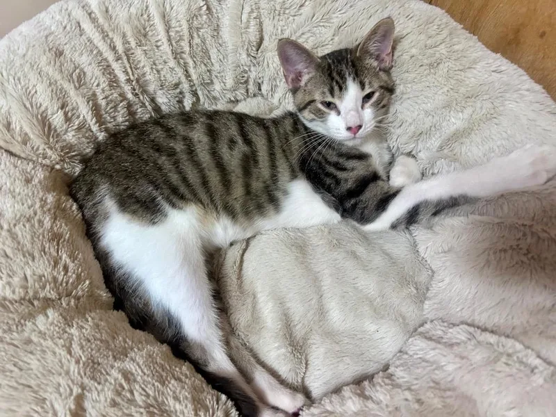 A baby small-sized male Domestic Short Hair cat named Oliver for adoption in Claremore, OK
