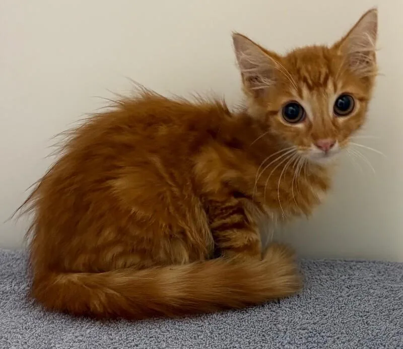 A young medium-sized male Tabby (Orange / Red) Domestic Medium Hair cat named Corn for adoption in Katy, TX