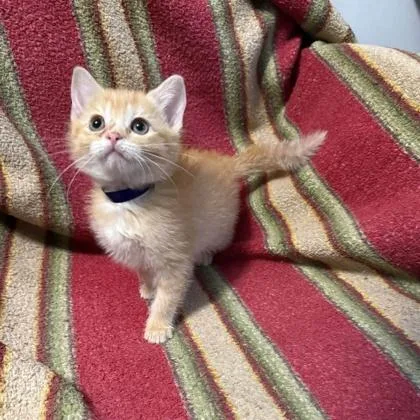 A baby small-sized female Domestic Short Hair cat named Paprika for adoption in Janesville, WI