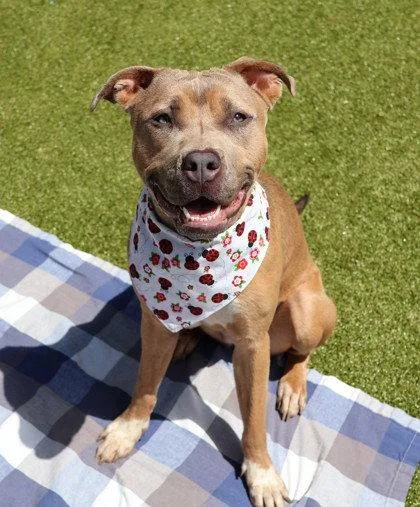 An adult large-sized female Pit Bull Terrier dog named Rosie Athens for adoption in Rockaway, NJ