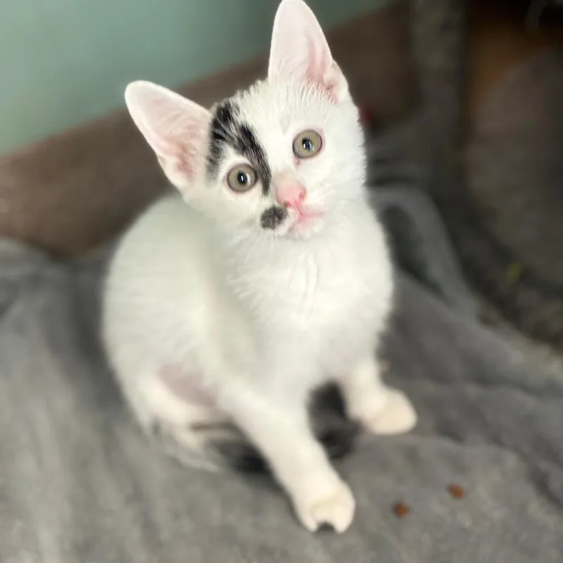 A baby small-sized female White Domestic Short Hair cat named Potato Peeler for adoption in South Elgin, IL