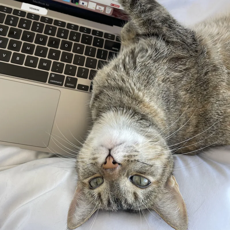 An adult medium-sized female Calico cat named Embers for adoption in Queen Creek, AZ
