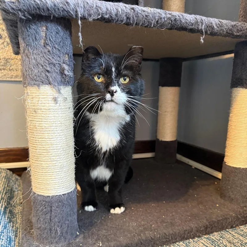 An adult large-sized male Black Domestic Short Hair cat named Church for adoption in Gibsonia, PA