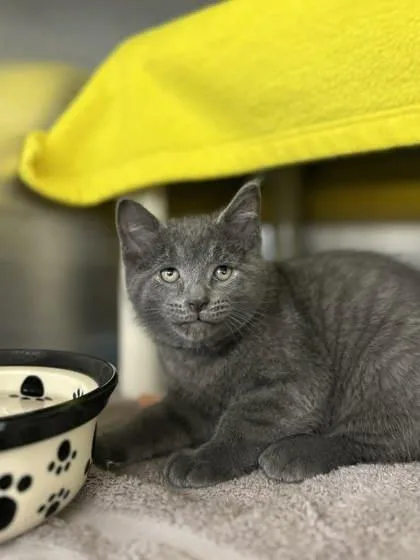 A baby small-sized male Domestic Short Hair cat named Blueberry for adoption in Munster, IN