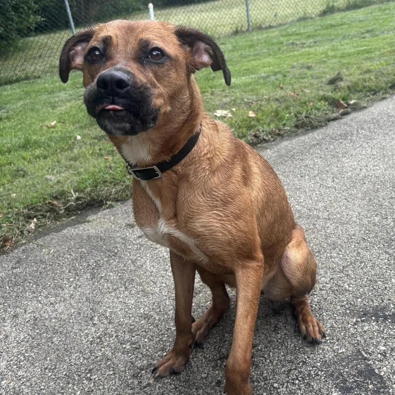 A young medium-sized female Yellow / Tan / Blond / Fawn Boxer dog named Daisy for adoption in Waynesburg, PA