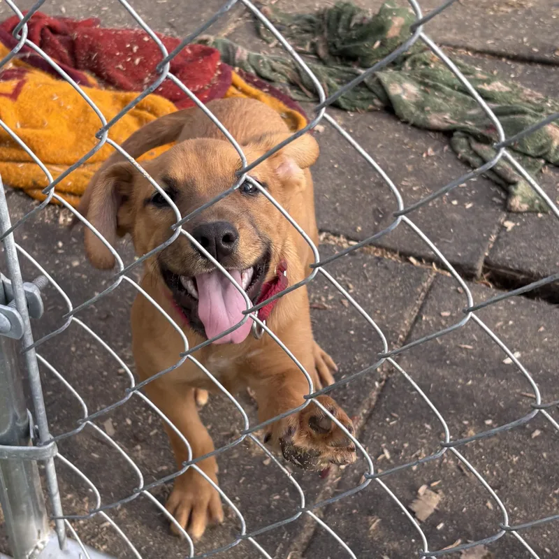 Female Pup thumbnail 2