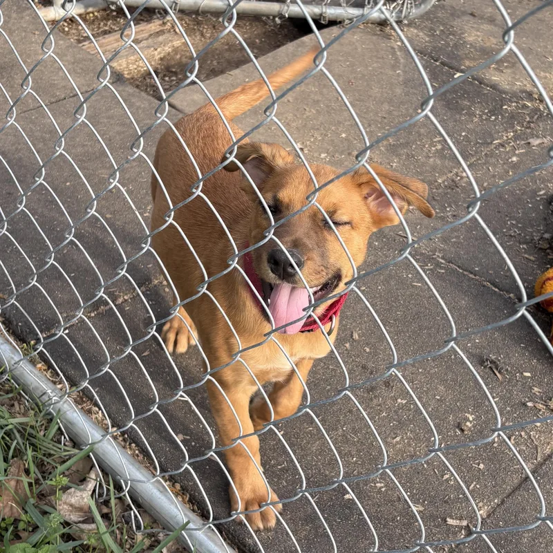 Female Pup thumbnail 3