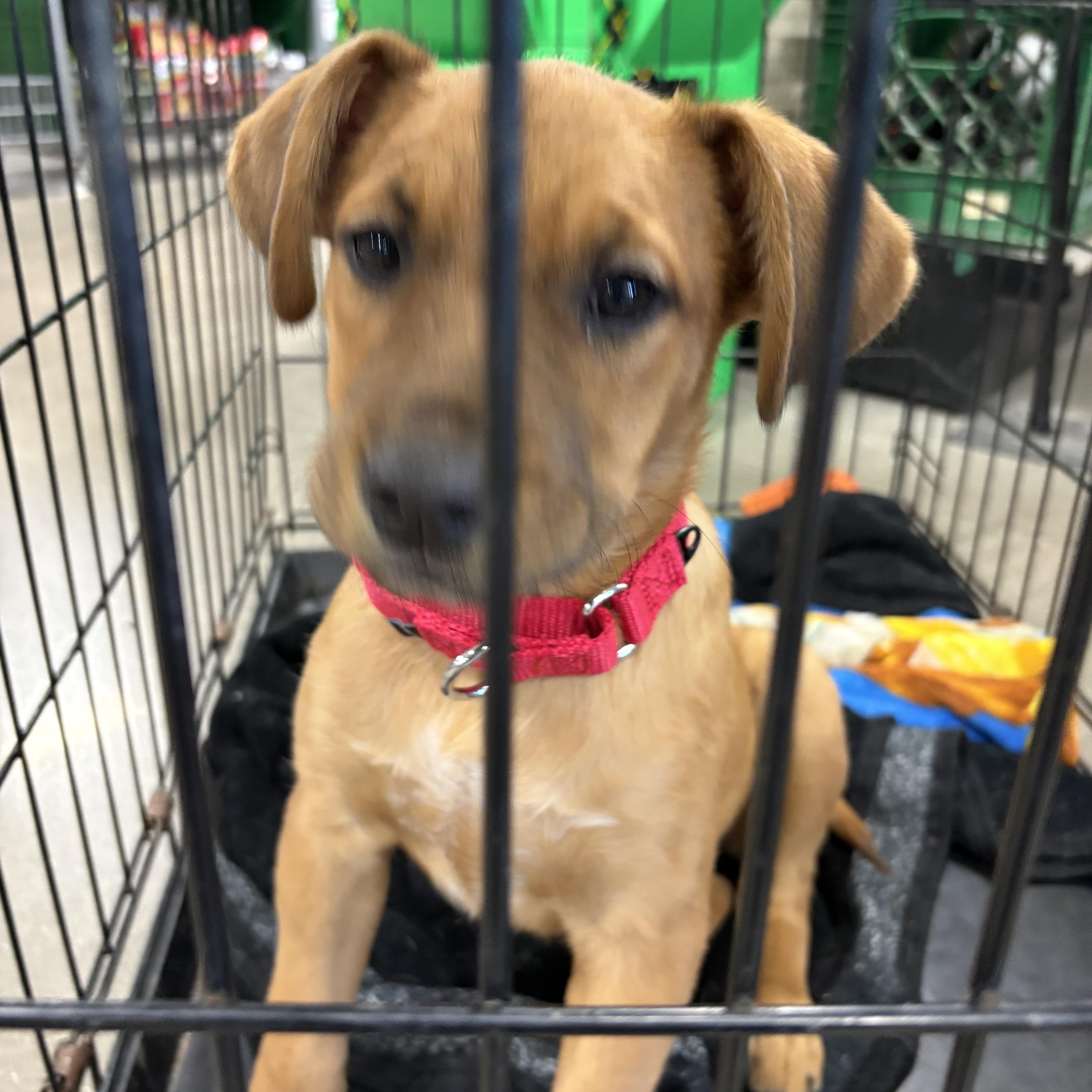 A young medium-sized female Terrier dog named Female Pup for adoption in Coldwater, MI