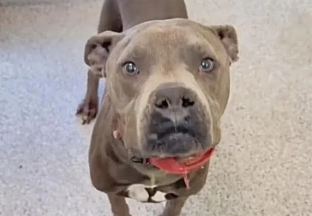 An adult large-sized male Pit Bull Terrier dog named Kairo for adoption in Houston, TX
