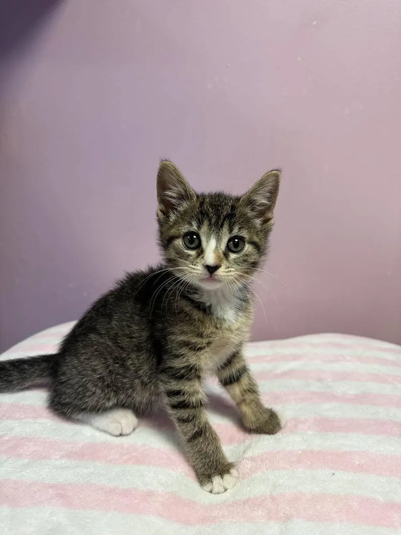 A young small-sized female Tabby (Brown / Chocolate) Domestic Short Hair cat named Sophie for adoption in Freeport, NY