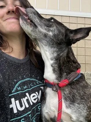 An adult medium-sized male Terrier dog named Bubby for adoption in Fishers, IN