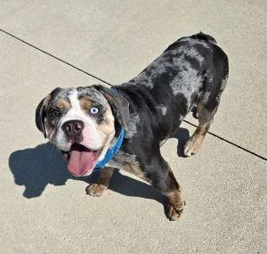 An adult medium-sized male Bulldog dog named Ruger for adoption in Bucyrus, OH